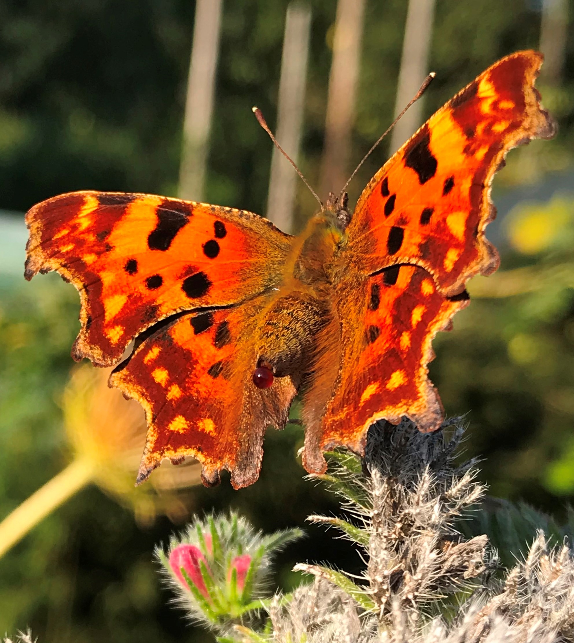 Schmetterling2023.jpg