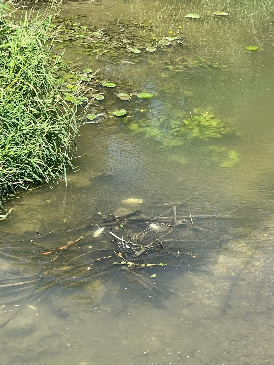 Tote Fische in Wolfach - Behörden prüfen mögliche Ursachen