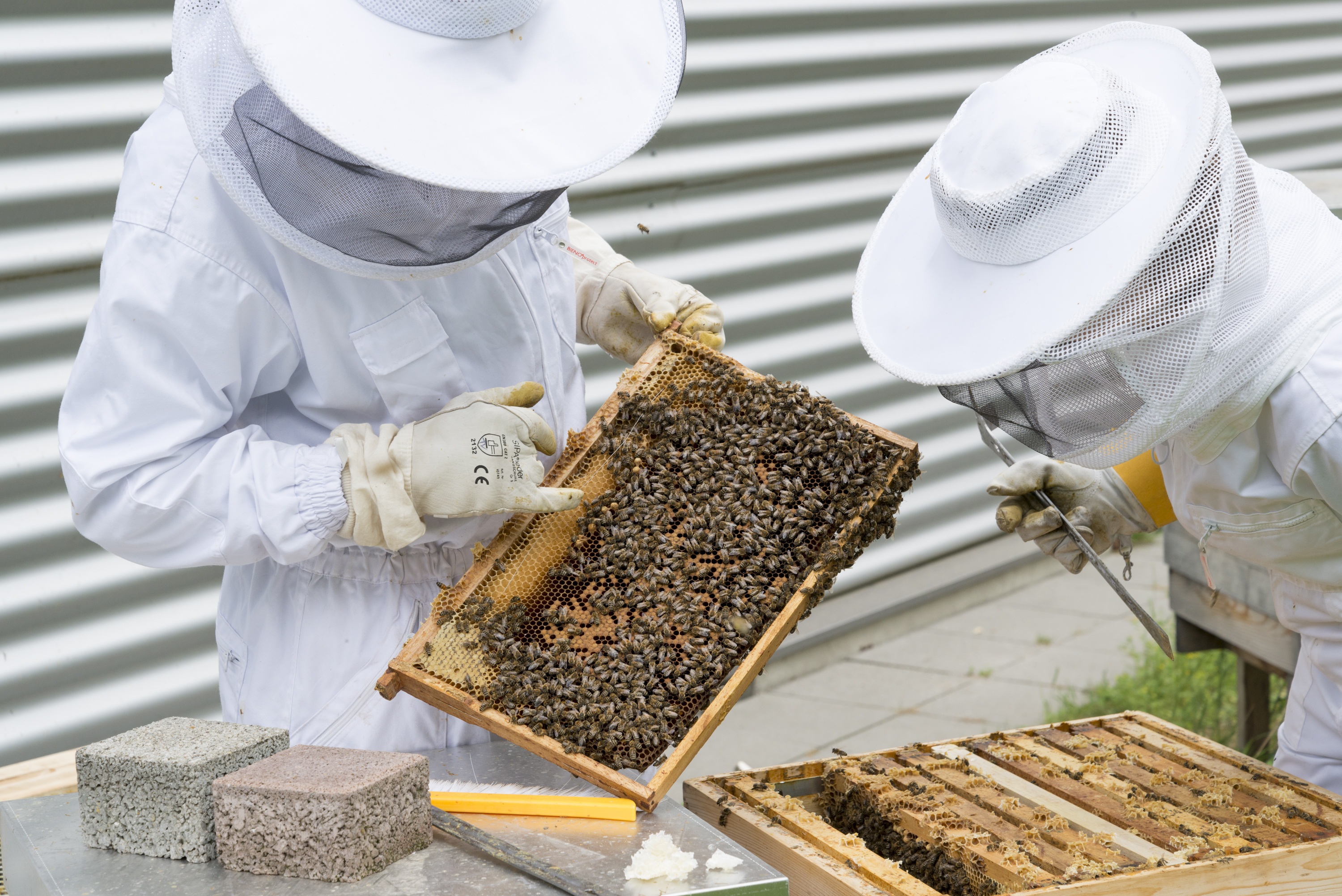 Amerikanische Faulbrut an Bienenstand in Untergriesbach