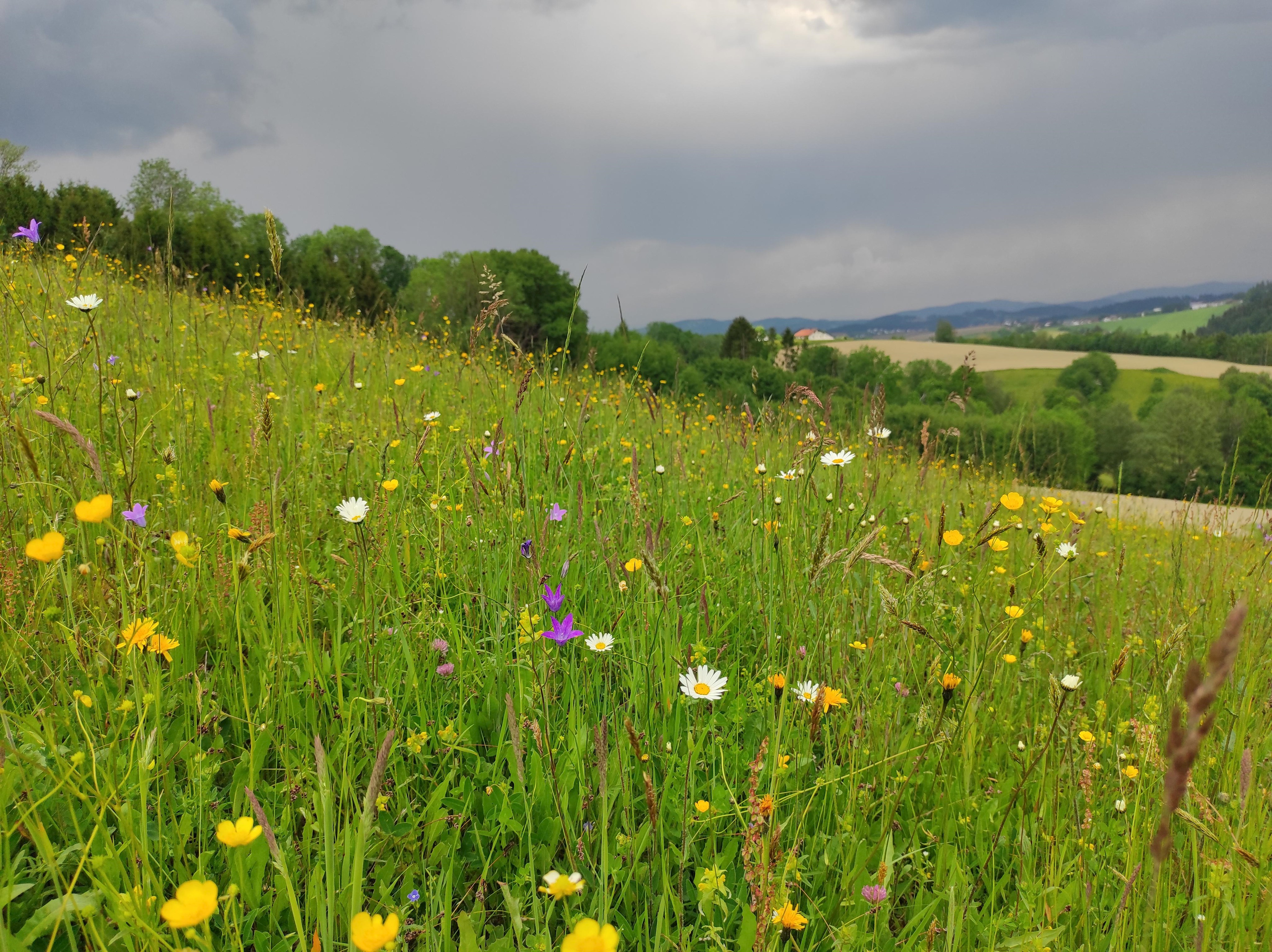 Blüten- und strukturreiche Extensivwiese in der Gemeinde Büchlberg.