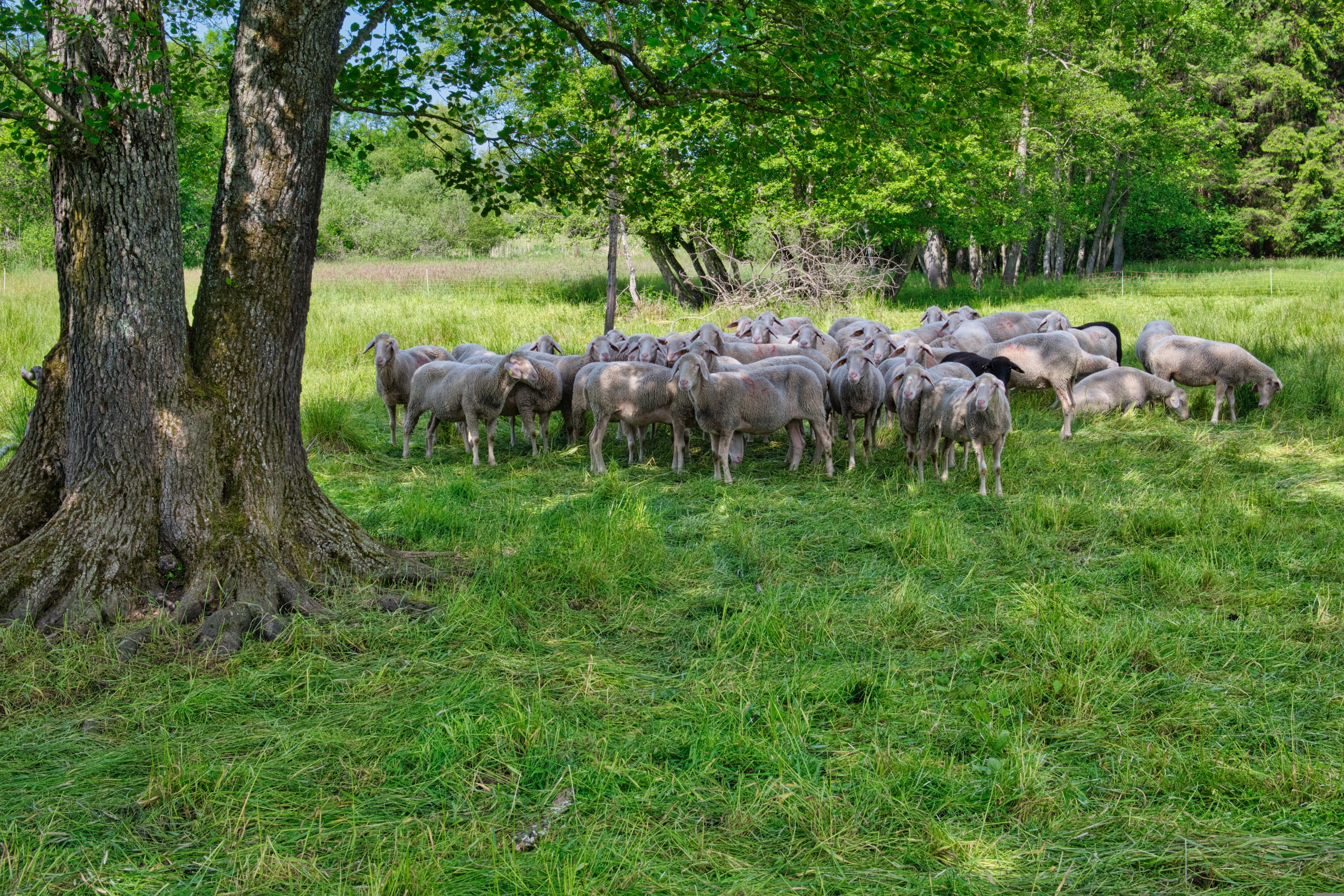 Veterinäramt appelliert an Tierhalter: Weidetiere brauchen dringend Hi