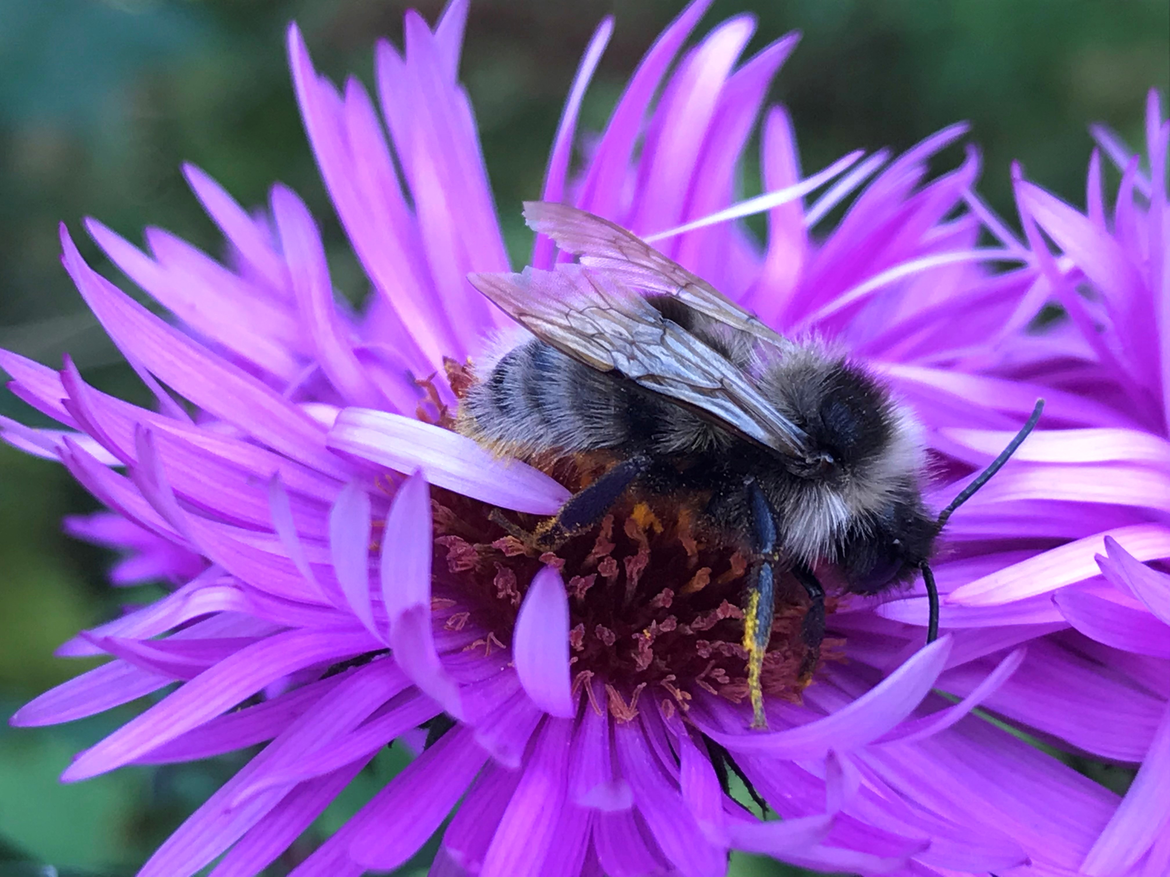 Wildbiene Tiefenbach.jpg