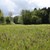 Orchideenreiche Nasswiese in einem Bachtal im nördlichen Landkreis Passau