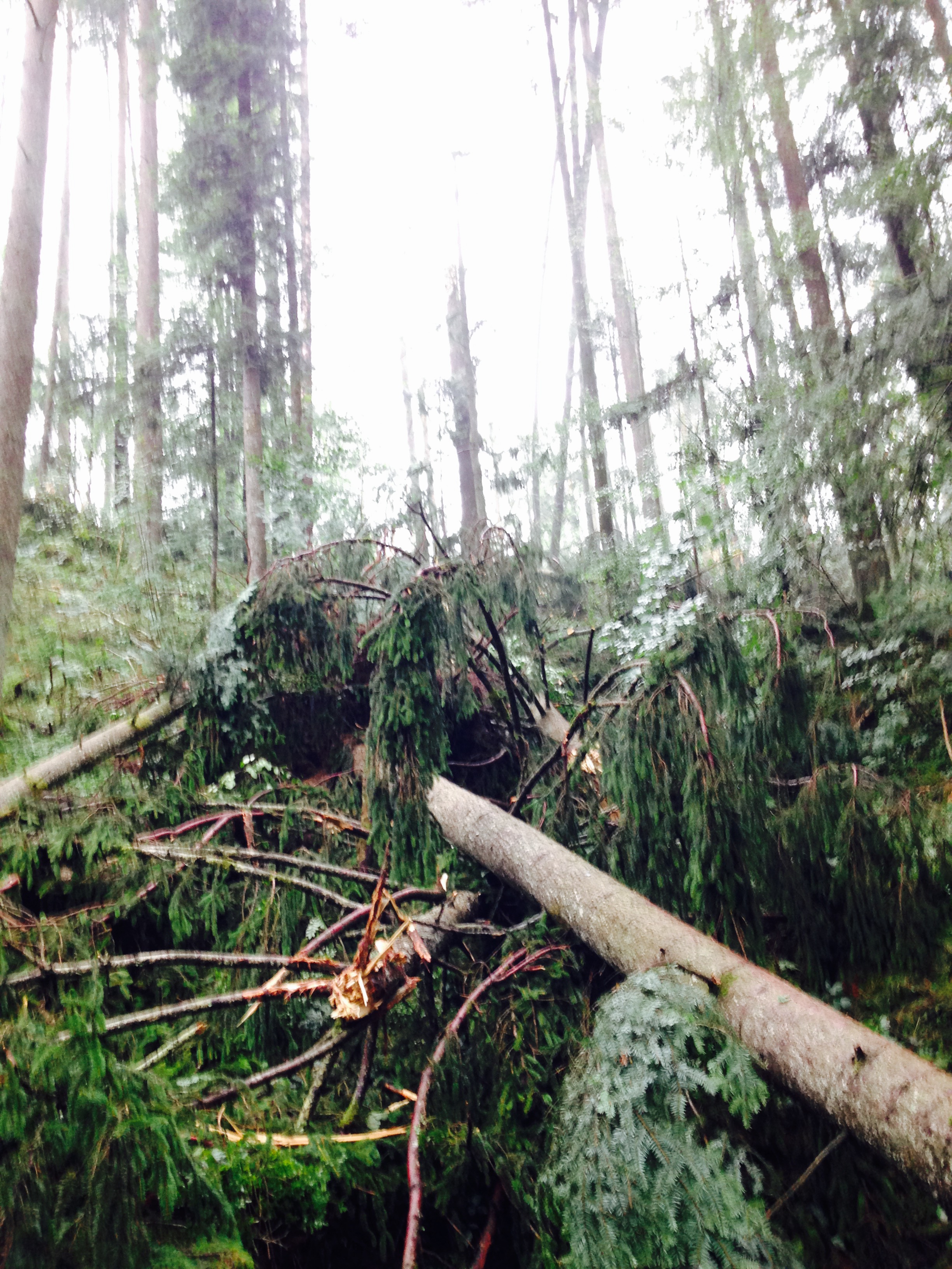 Die Sturm-Katastrophe im Landkreis Passau: