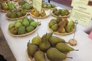 Obstsortenausstellung2017.jpg