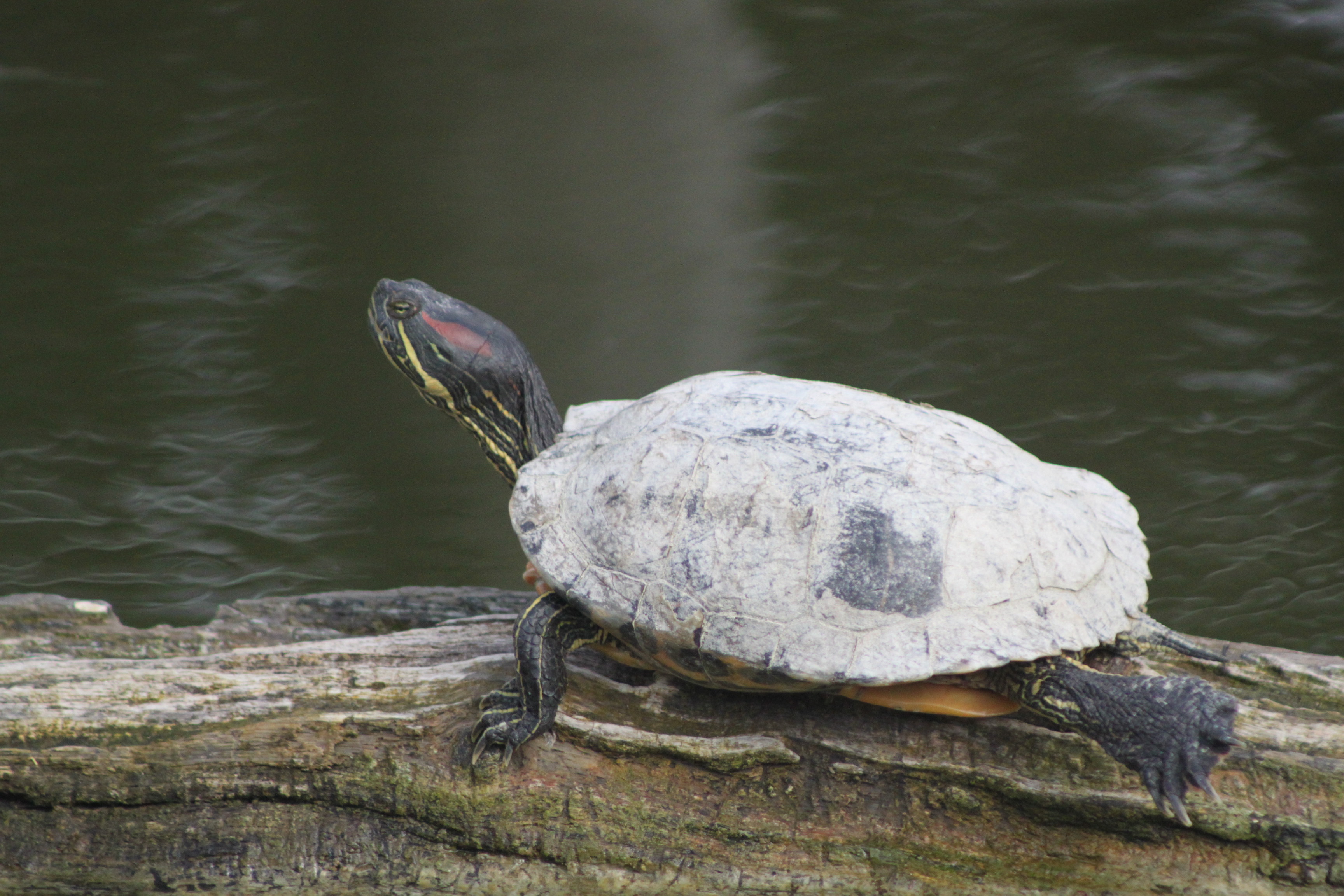 Rotwangenschildkröten sind eigentlich in Nordamerika beheimatet. Ausgesetzte Exemplare fühlen sich aber auch an der Donau wohl. Sie können zu einem großen Problem für die heimische Tier- und Pflanzenwelt werden.