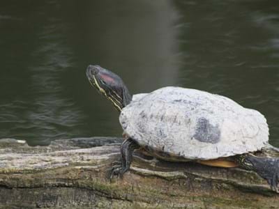 Rotwangenschildkröten sind eigentlich in Nordamerika beheimatet. Ausgesetzte Exemplare fühlen sich aber auch an der Donau wohl. Sie können zu einem großen Problem für die heimische Tier- und Pflanzenwelt werden.
