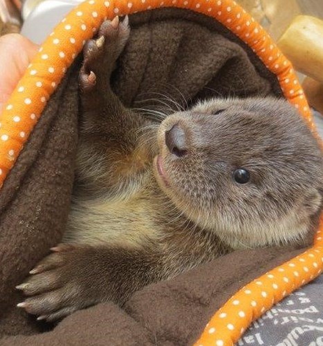 Die Wildtierhilfe Passauer Land e.V. erhält neben weiteren Organisationen den Umweltpreis des Landkreises Passau. Der Verein kümmert sich um die Aufzucht, Pflege und Wiederauswilderung junger, geschwächter oder verletzter Tiere, wie z.B. hier im Bild ein junger Otter.